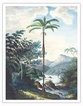 Copa Palm Tree Caquet -japur River Brazil Vintage Botanical Illustration. Fixed Price $29.98.